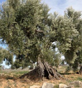 Vareadores de Aceituna